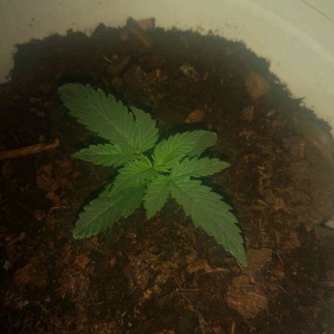 Gorilla Girl XL Auto growlog timeline photo