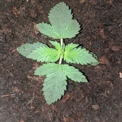 Gorilla Girl XL Auto growlog timeline photo