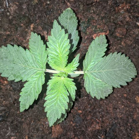 Gorilla Girl XL Auto growlog timeline photo