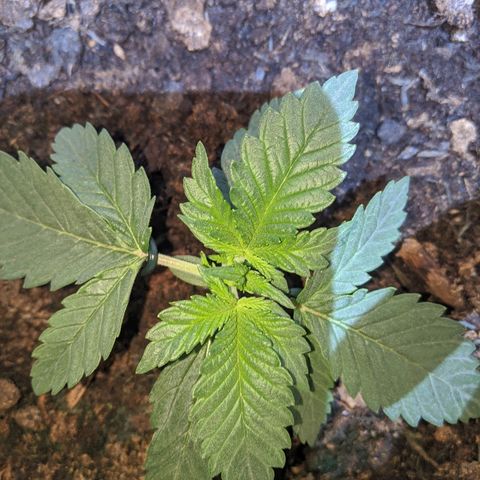 Gorilla Girl XL Auto growlog timeline photo