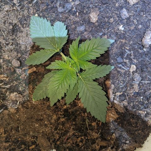 Gorilla Girl XL Auto growlog timeline photo