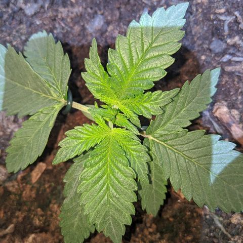 Gorilla Girl XL Auto growlog timeline photo