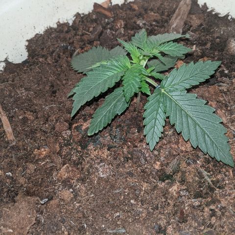Gorilla Girl XL Auto growlog timeline photo