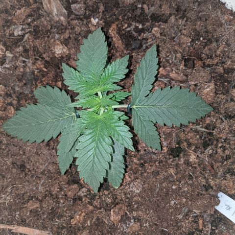 Gorilla Girl XL Auto growlog timeline photo