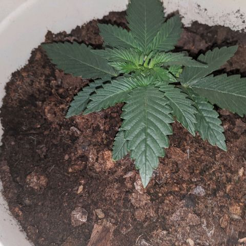 Gorilla Girl XL Auto growlog timeline photo