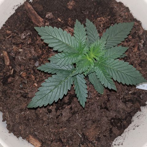 Gorilla Girl XL Auto growlog timeline photo