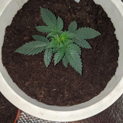 Gorilla Girl XL Auto growlog photo: After transplant