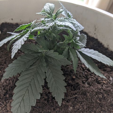 Gorilla Girl XL Auto growlog timeline photo