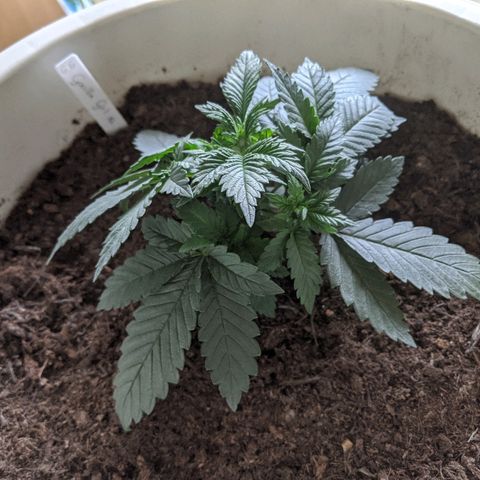 Gorilla Girl XL Auto growlog timeline photo