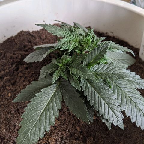 Gorilla Girl XL Auto growlog timeline photo