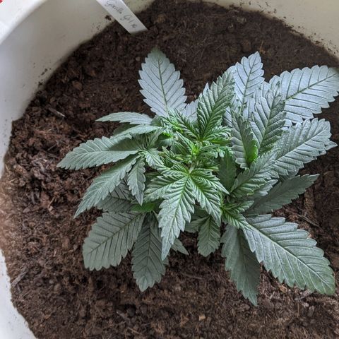 Gorilla Girl XL Auto growlog timeline photo