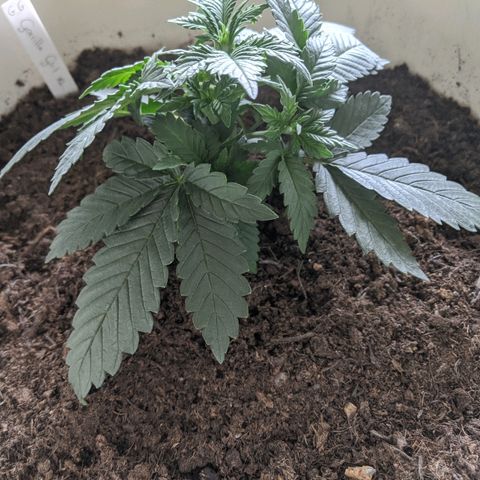 Gorilla Girl XL Auto growlog timeline photo