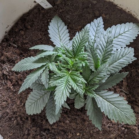 Gorilla Girl XL Auto growlog timeline photo