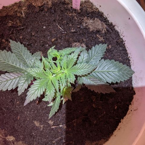 Gorilla Girl XL Auto growlog timeline photo