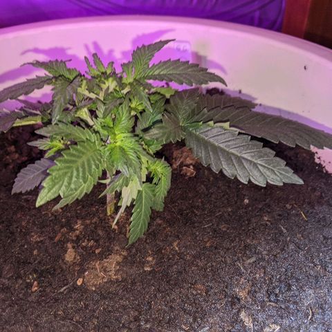 Gorilla Girl XL Auto growlog timeline photo