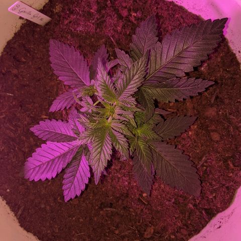 Gorilla Girl XL Auto growlog timeline photo