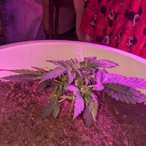 Gorilla Girl XL Auto growlog timeline photo