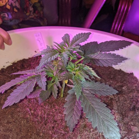 Gorilla Girl XL Auto growlog timeline photo