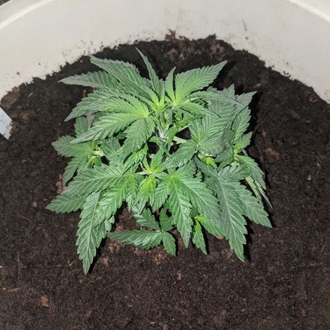 Gorilla Girl XL Auto growlog timeline photo