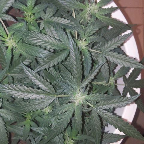 Gorilla Girl XL Auto growlog timeline photo