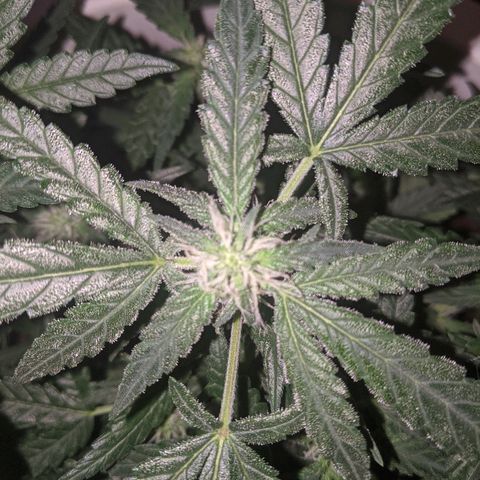 Gorilla Girl XL Auto growlog timeline photo