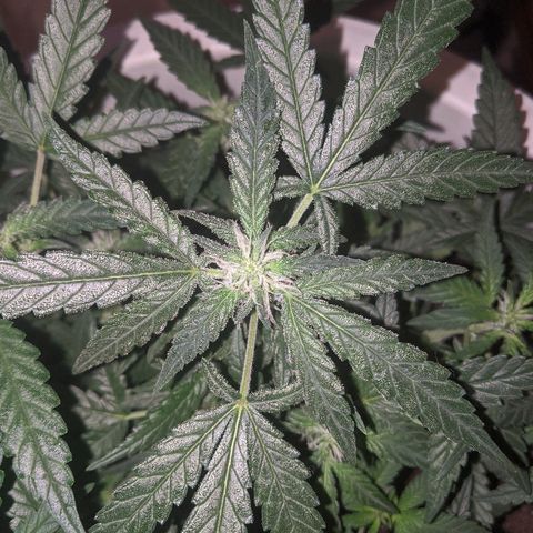 Gorilla Girl XL Auto growlog timeline photo