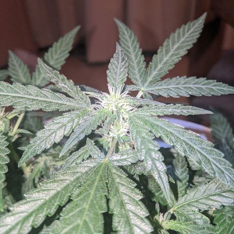 Gorilla Girl XL Auto growlog timeline photo