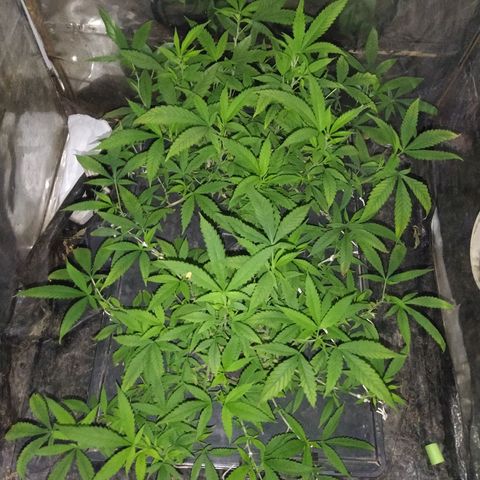Eli 7 growlog timeline photo