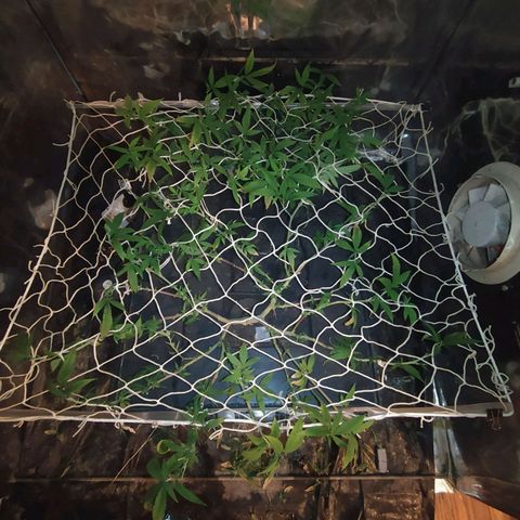 Eli 7 growlog timeline photo