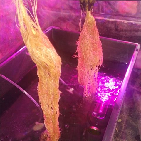 Eli 7 growlog timeline photo