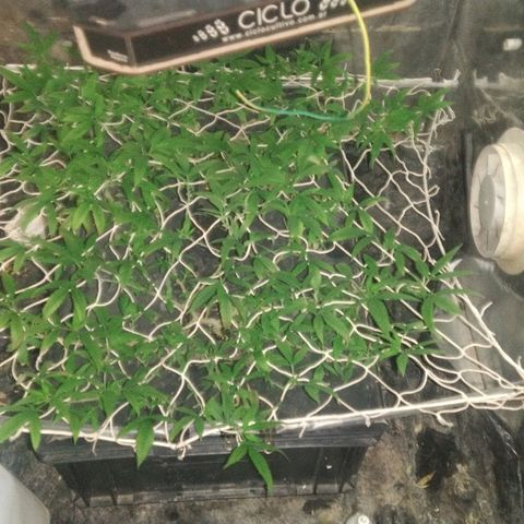 Eli 7 growlog timeline photo