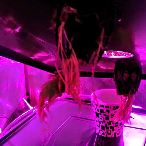 Eli 7 growlog timeline photo