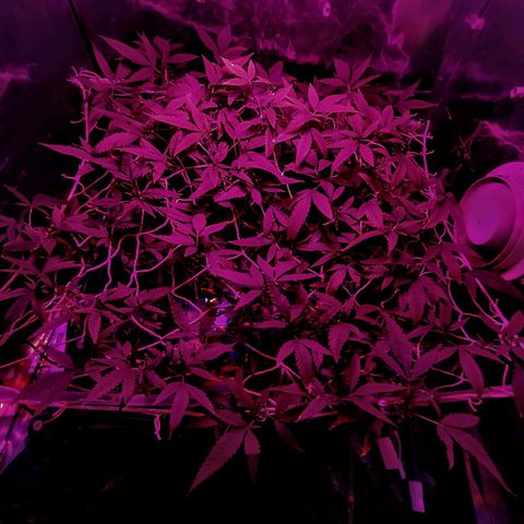 Eli 7 growlog timeline photo