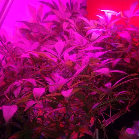 Eli 7 growlog timeline photo