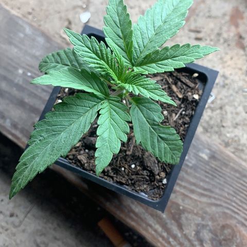 Og jay growlog photo: Update for today looking good !