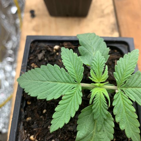 Og jay growlog photo: Update for today looking good !