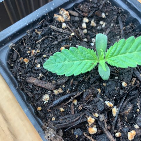 Og jay growlog timeline photo