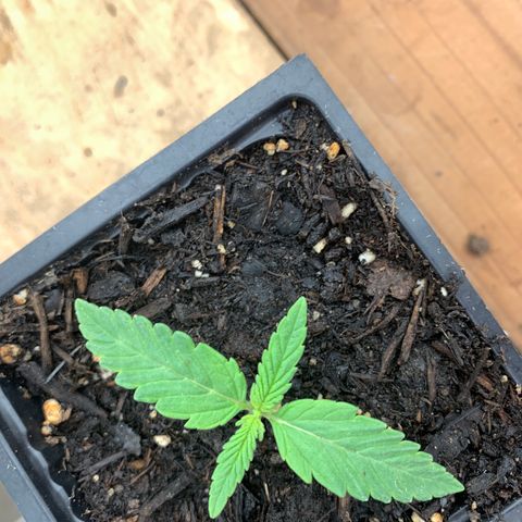 Og jay growlog timeline photo