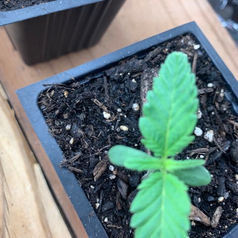 Og jay growlog timeline photo