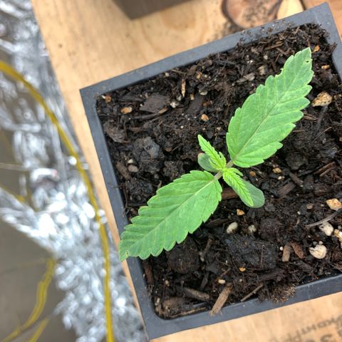Og jay growlog timeline photo