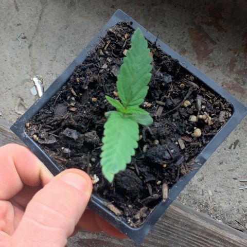 Og jay growlog timeline photo