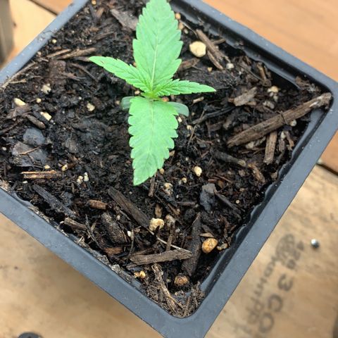 Og jay growlog timeline photo