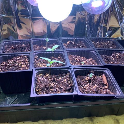 Og jay growlog timeline photo