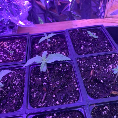 Og jay growlog timeline photo