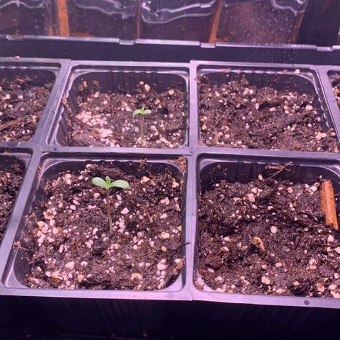Og jay growlog timeline photo
