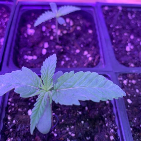 Og jay growlog timeline photo