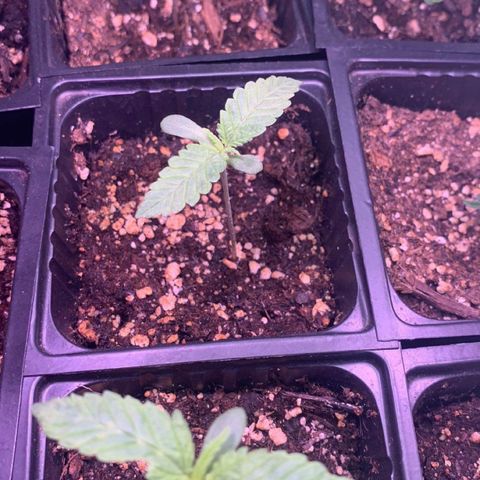 Og jay growlog timeline photo