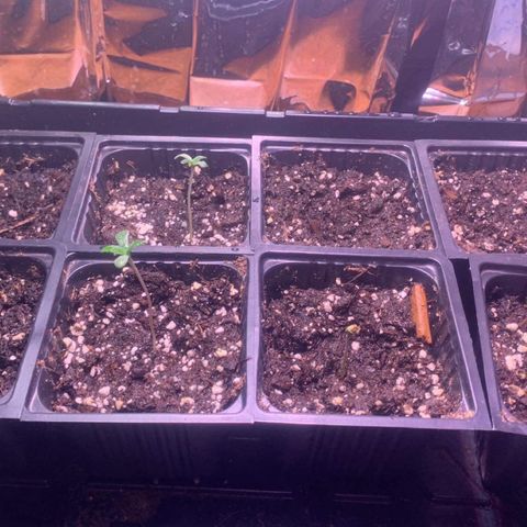 Og jay growlog timeline photo