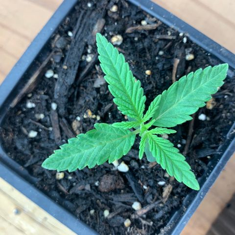 Og jay growlog timeline photo
