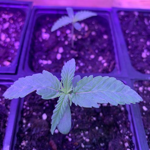 Og jay growlog timeline photo